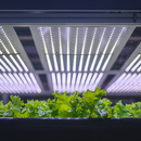 Locally grown produce with a Vertical Farm in Copenhagen 哥本哈根有一个垂直农场,是当地种植的农产品