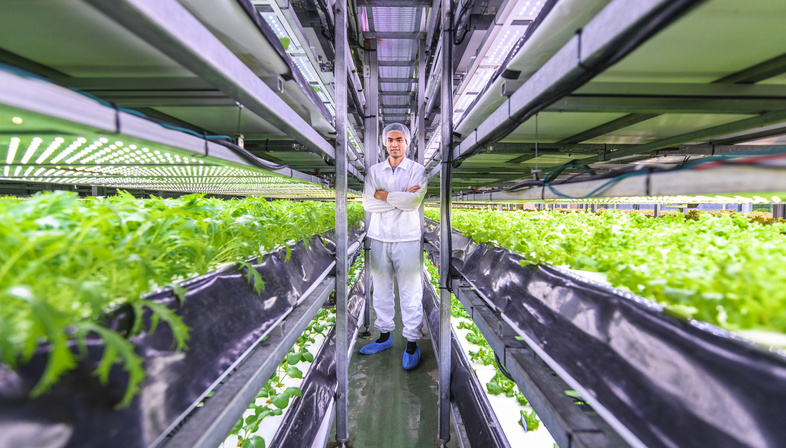 Locally grown produce with a Vertical Farm in Copenhagen 乡村种植的生产与哥本哈根的垂直农场