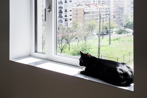 米格尔·马塞利诺（Miguel Marcelino）的猫公寓