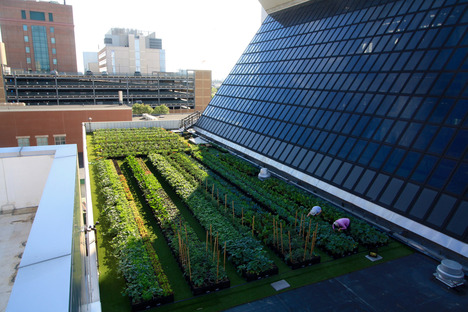 ©波士顿医疗中心屋顶农场安装恢复绿色屋顶