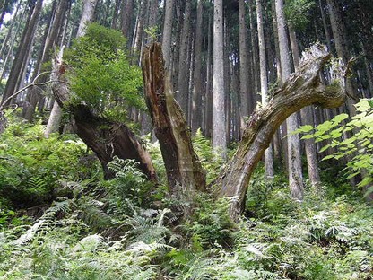 Daisugi：一千年前优化木材生产的技术
